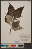Pipturus arborescens (Link) C. B. Robinson 