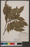 Cyclobalanopsis stenophylloides (Hayata) Kudo & Masamune ex Kudo UR