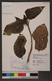 Lasianthus microstachys Hayata ˾