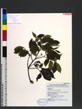 Archidendron lucidum (Benth.) I. C. Nielsen X