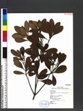 Rhaphiolepis indica (L.) Lindl. ex Ker var. hiiranensis (Kanehira) H. L. Li K۴