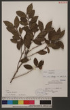 Camellia brevistyla (Hayata) Cohen-Stuart uWs
