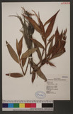 Polygonum barbatum L. d