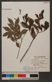 Taxillus ritozanensis (Hayata) Chiu ɤsH