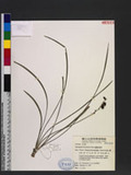 Ophiopogon formosanum Ohwi 書帶草