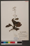 Talinum triangulare (Jacq.) Willd. gH