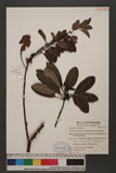 Taxillus pseudochinensis (Yamamoto) Danser KH