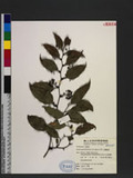 Smilax lanceifolia Roxb. var. opaca A. DC. tn
