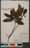 Helicia cochinchinensis Lour. 