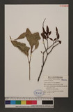 Loranthus delavayi Van Tieghem ԾH