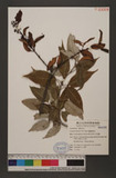 Loranthus delavayi Van Tieghem ԾH