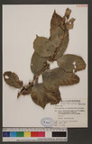 Ficus cumingii Miq. var. terminalifolia (Elmer) Sata ︭_