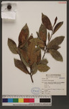 Ficus pubinervis Blume q_