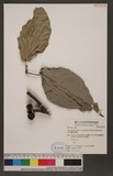 Ficus ruficaulis Merr. var. antaoensis (Hayata) Hatusima & J. C. Liao _
