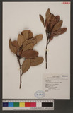 Lithocarpus formosana (Hayata) Hayata 臺灣柯