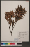 Castanopsis carlesii (Hemsl.) Hayata var. sessilis Nakai ծ