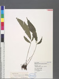Pronephrium cuspidatum (Blume) Holtt. ޷s뿹