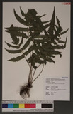 Cyclosorus ensifera (Tagawa) K. Iwats yp
