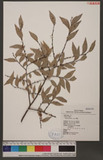 Ulmus parvifolia Jacq. }
