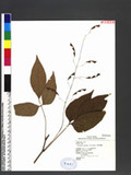 Desmodium oxyphyllum DC. ps½