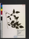 Smilax nantoensis T. Koyama nn