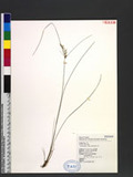 Juncus tenuis Willd. sO߯