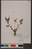 Polygonum longisetum De Bruyn Jd