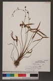 Sagittaria trifolia L. Oh