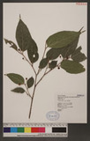 Ficus irisana Elmer ߸_