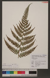 Polystichum biaristatum (Blume) T. Moore Gyտ