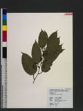 Smilax lanceifolia Roxb. n