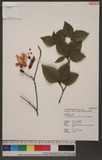 Rhododendron mariesii Hemsl. & E. H. Wilson us