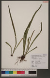 Vittaria zosterifolia Willd. ѱa