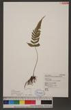 Deparia petersenii (Kunze) M. Kato