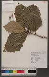 Quercus aliena Blume jھ