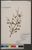 Tsuga chinensis (Franch.) Pritz. ex Diels var. formosana (Hayata) H. L. Li & H. Keng OWK