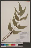 Cyrtomium caryotideum (Wall. ex Hook. & Grev.) C. Presl Ӿe