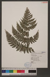 Acrophorus stipellatus (Wall.) T. Moore 쿹