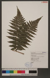 Dryoathyrium boryanum (Willd.) Ching nv