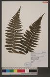 Dryoathyrium boryanum (Willd.) Ching nv