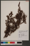 Juniperus formosana Hayata f