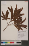 Podocarpus nakaii Hayata ʤC