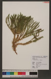Lycopodium annotinum L. 杉葉蔓石松