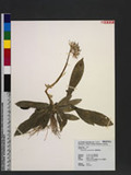 Heloniopsis umbellata Bak. OWJª