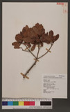 Myrica adenophora Hance C