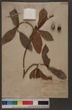 Ficus cuneatonervosa Yamamoto