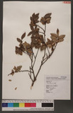 Ulmus parvifolia Jacq. }