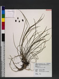 Ophiopogon bodinieri H. Lév. 沿階草