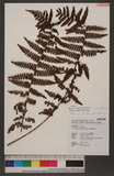 Dryopteris transmorrisonensis (Hayata) Holttum & Edwards ɤs
