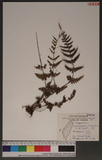 Pseudophegopteris hirtirachis (C. Chr.) Holtt. n`